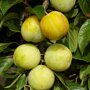 Pruimenboom 'Reine Claude d'Oullins' halfstam (zelfbestuivend)